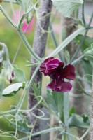 Lathyrus odoratus 'Windsor' - Sweet pea