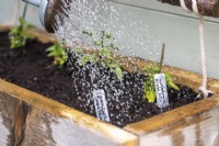 Plants being watered with labels in the foreground