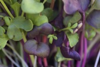 Growing micro greens - Lepidium sativum Curled Cress sown 3 days after the Radish varieties -  Raphanus sativus Rambo,  Dakon and China Rose in a thin layer of compost