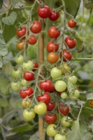 Solanum lycopersicum 'Rubylicious' Tomato