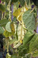 Phaseolus vulgaris 'Marvel of Venice' Climbing Beans