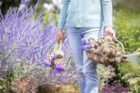 Person carrying a trug of Dipsacus fullonum - Teasel, Nigella seed pods, Poppy seed pods, Echinops ritro, Scabiosa stellata 'PingPong' with Cynara cardunculus - Cardoon