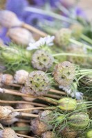 Scabiosa stellata 'PingPong', Nigella seed pods, Poppy seed pods, Dipsacus fullonum - Teasel