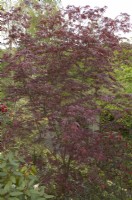 Acer palmatum 'Trompenburg' - Japanese maple
