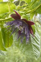Passiflora quadrangularis - giant granadilla