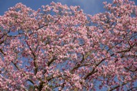 Magnolia x campbellii flowering in March 