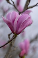 Magnolia 'Philip Tregunna' - Magnolia sargentiana robusta x Magnolia x campbellii