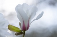 Magnolia Kobus var borealis
