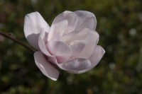 Magnolia 'Milky Way' 