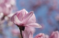 Magnolia x campbellii.