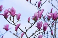 Magnolia 'Philip Tregunna' - Sargentiana robusta x campbellii