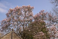Magnolia soulangeana in the Garden of Allah