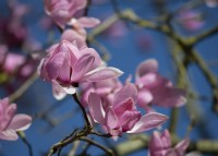 Close-up of Magnolia x campbellii 
