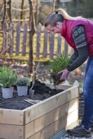Planting chives in raised bed.