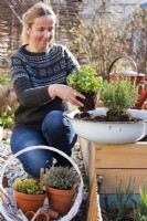 Planting herbs in metallic bowl - rosemary, oregano and thyme.