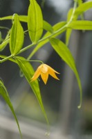 Gloriosa modesta - Climbing lily