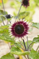 Helianthus annuus 'Ms Mars' - Sunflower