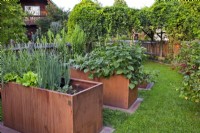 Kitchen garden with contemporary raised beds.