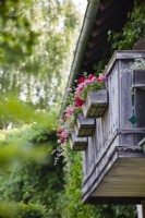 Traditional wooden balcony with colorful Geranium flower