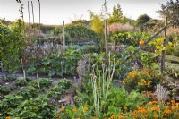 Mixed planting in vegetable garden including strawberries, beetroot, marigold, carrots and pumpkin.