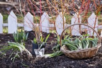 Planting snowdrops in the green.