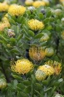 Leucospermum cuneiforme Wart-stemmed pincushion protea, Cape Town, South Africa