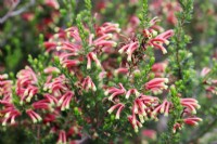Erica Discolor Two-colour heath, Cape Town, South Africa