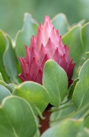 Protea cynaroides King Protea - Little Prince cultivar - Cape Town, South Africa