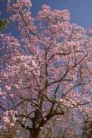 Magnolia x campbellii flowering in March 