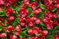 Begonia 'Bada Bing Scarlet' - Dwarf Begonia - May