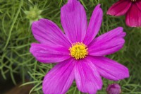 Pink Cosmos bipinnatus Sonata Series dwarf flowers - May