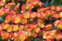 Begonia x hiemalis 'Carneval' - May