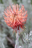 Leucospermum reflexum Rocket Pincushion, Cape Town, South Africa