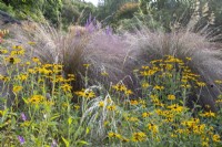 Rudbeckia 'Goldsturm' against a backdrop of Grasses in 'New Perennial' style planting