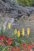 Kniphofia and Crocosmia against grasses in late summer garden