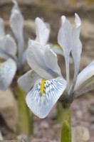 Iris reticulata 'Sheila Ann Germaney'