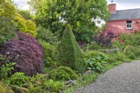 Mixed rock border with gravel way to the cottage. Planting including Acer shirasawanum 'Aureum', purple-leaved Acer palmatums, clipped Myrtus, ferns, Bergenia, Alchemilla mollis and Dierama. 