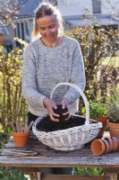 Woman planting a herb basket with rosemary, thyme, oregano, chives and mint. Filling with compost.