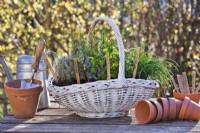 Herb basket with rosemary, thyme, oregano, chives and mint.