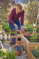 Woman planting onion sets in raised bed.