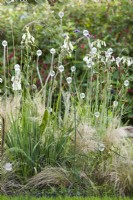 Glass sculpture with Carex and Molinia ornamental grasses.