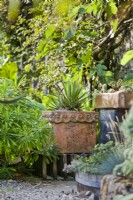 Raised ornamental clay pot with Aloe, near raised trough with succulents. Near Euphorbia and a wall-trained Ficus - Fig. 