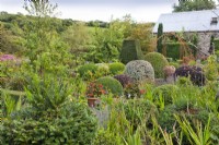 Informal garden with clipped domes of Taxus - Yew, Buxus - Box, Hebe and Pittosporum topiary mixed with flowers. Fuchsia'Thalia' in pots.