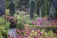 pink and red borders in late summer garden with 'pillars' of Cupressus arizonica 'Blue Ice' for added height