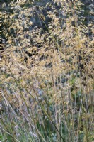 Stipa gigantea, Giant Oat Grass