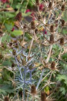 Eryngium x zabelii ' Big Blue', seed heads