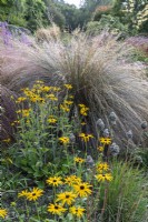 Rudbeckia 'Goldsturm' against a backdrop of Grasses in 'New Perennial' style planting