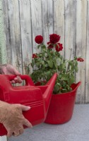 Watering a neglected potted Dahlia placed in a tub