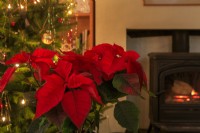 A red poinsettia sets the Christmas mood, next to a log-burner and a Christmas tree with fairylights.