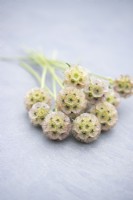 Small bunch of Scabiosa stellata 'PingPong' on a slate surface